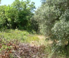 terreno in vendita in molise