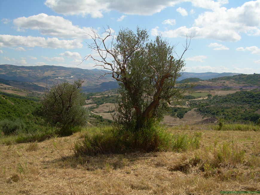 Terreno edificabile in vendita