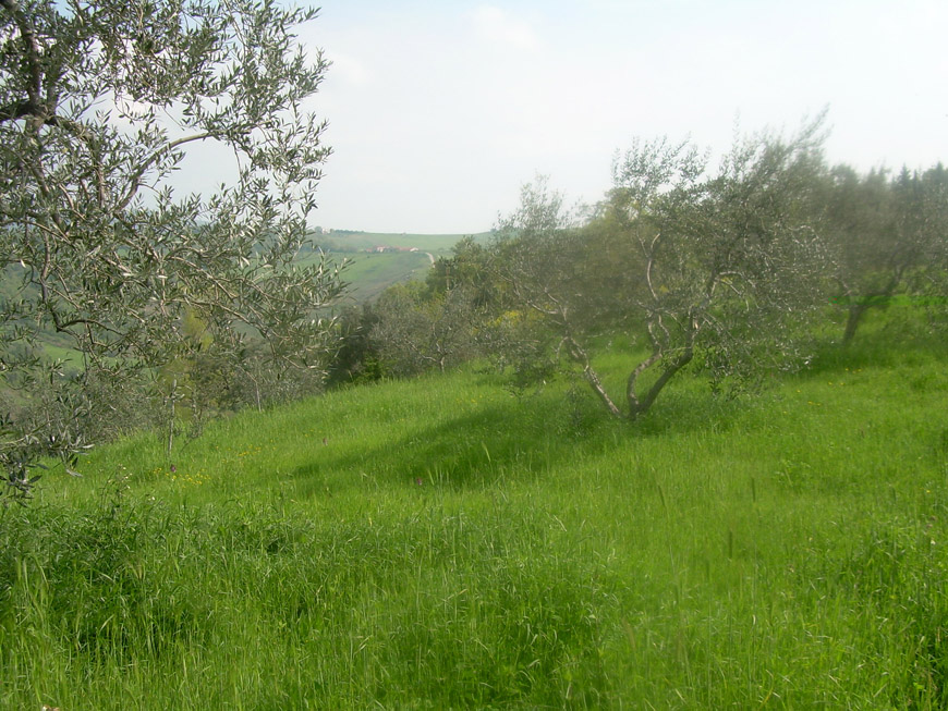 Terreno Agricolo in vendita